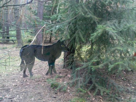 Der Wolf Der Wolf