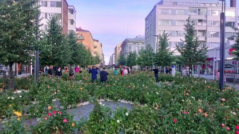 Eine ganze Strasse voller Rosen