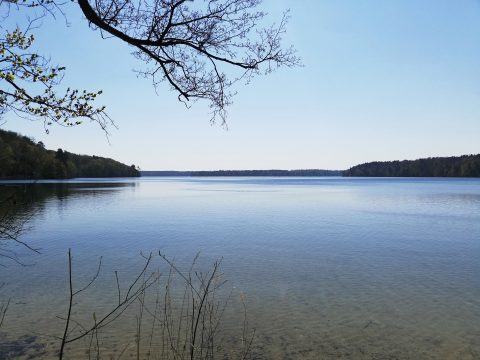 Stechlinsee: glasklar, eiskalt und von Bäumen umgeben